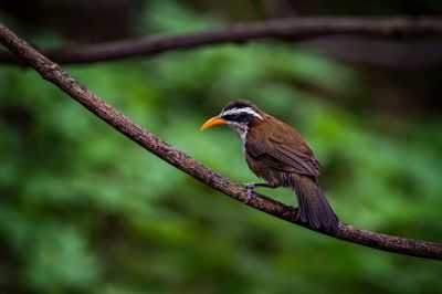 Himalajasäbler / White-browed Scimitar-babbler